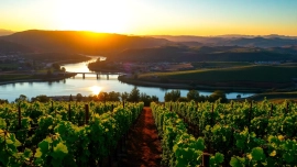 Scenic view of Carksburg CA with lush vineyards and the tranquil Sacramento River at sunset.