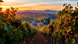 Discover the serene beauty of Clarksburg, CA with rolling vineyards and charming landscapes at sunset.